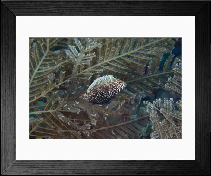 Framed Print : UW INDO 2022 29 Framed Print : UW INDO 2022 29
