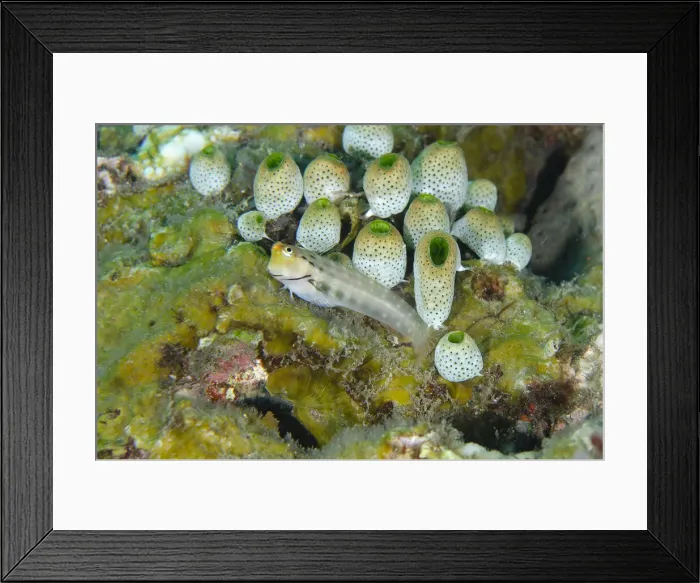 Framed Print : UW INDO 2022 41 Framed Print : UW INDO 2022 41