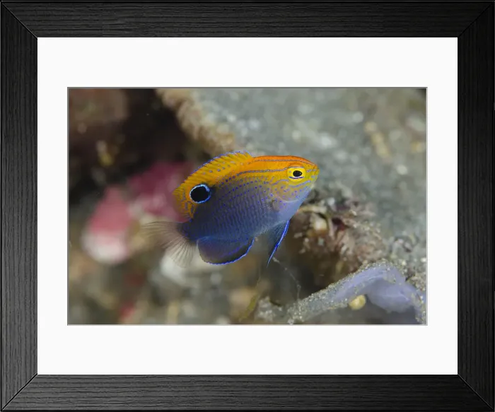Framed Print : UW INDO 2025 28 Framed Print : UW INDO 2025 28