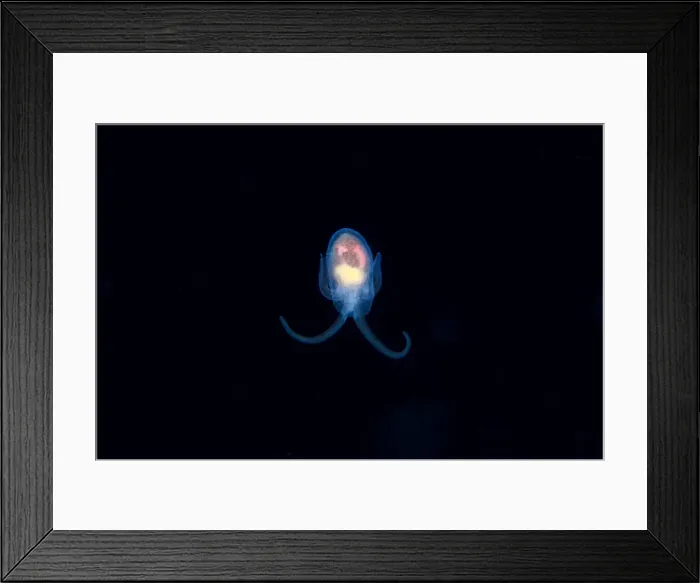 Framed Print : UW INDO 2026 28 Framed Print : UW INDO 2026 28