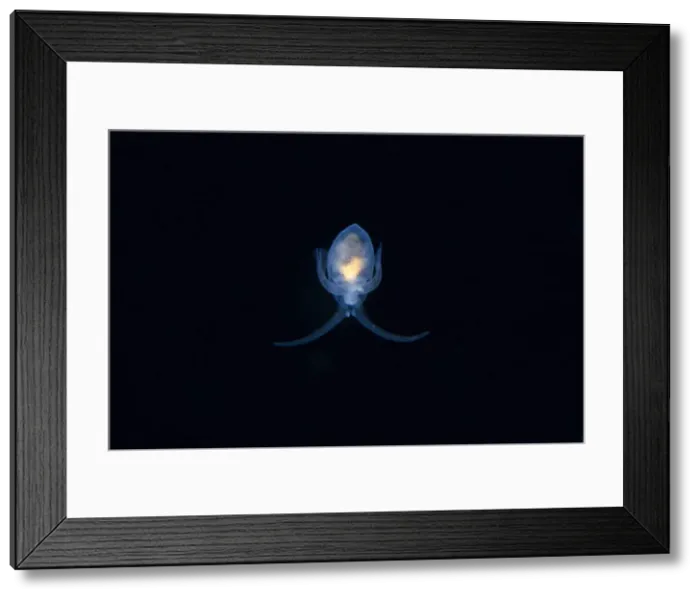 Framed Print : UW INDO 2026 67 Framed Print : UW INDO 2026 67