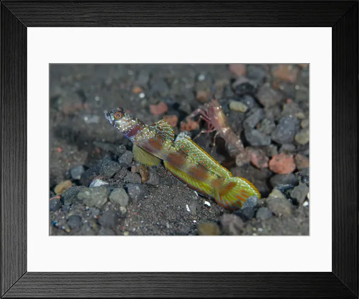 Framed Print : UW INDO 2027 05 Framed Print : UW INDO 2027 05