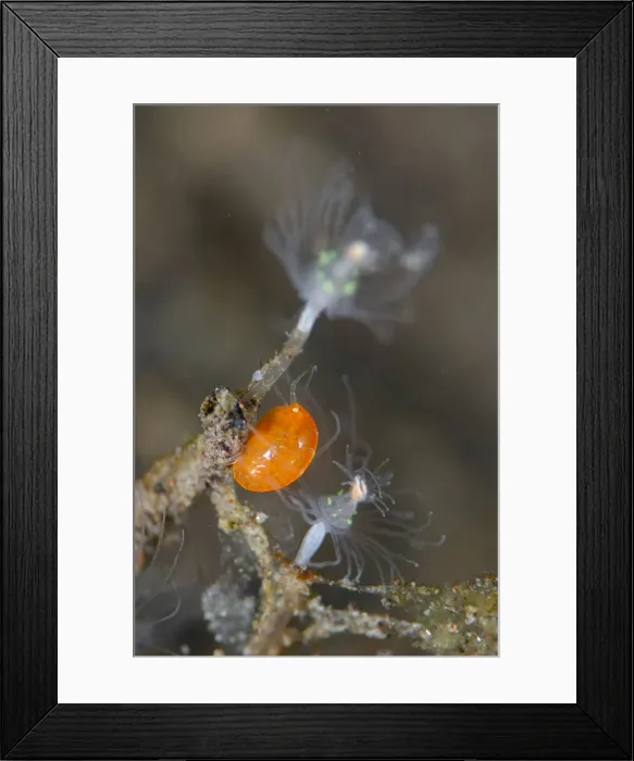 Framed Print : UW INDO 2028 22 Framed Print : UW INDO 2028 22