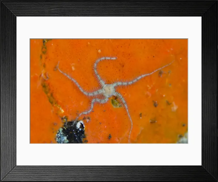 Framed Print : UW INDO 2029 61 Framed Print : UW INDO 2029 61