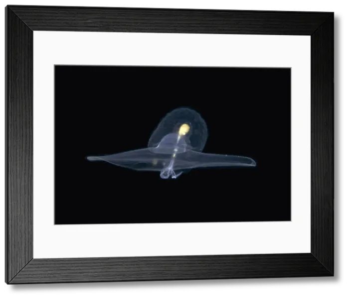 Framed Print : UW INDO 2030 44 Framed Print : UW INDO 2030 44