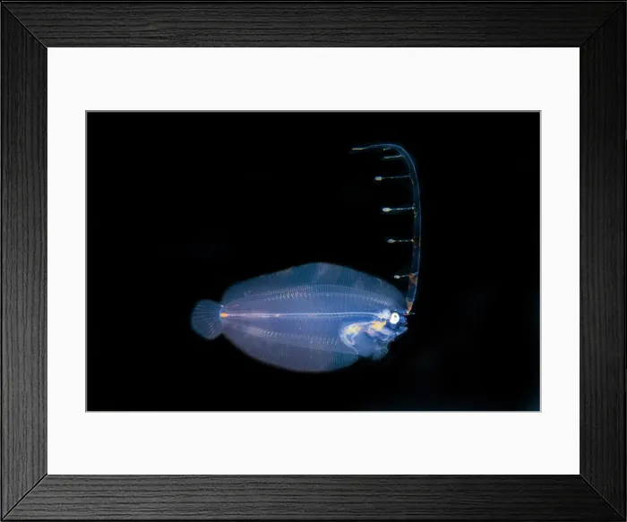 Framed Print : Post larval Flounder with extended fin - Blackwater night dive, Seraya, Karangasem, Bali, Indonesia, Indian Ocean Post larval Flounder with extended fin - Blackwater night dive, Seraya, Karangasem, Bali, Indonesia, Indian Ocean Framed Print : Post larval Flounder with extended fin - Blackwater night dive, Seraya, Karangasem, Bali, Indonesia, Indian Ocean Post larval Flounder with extended fin - Blackwater night dive, Seraya, Karangasem, Bali, Indonesia, Indian Ocean