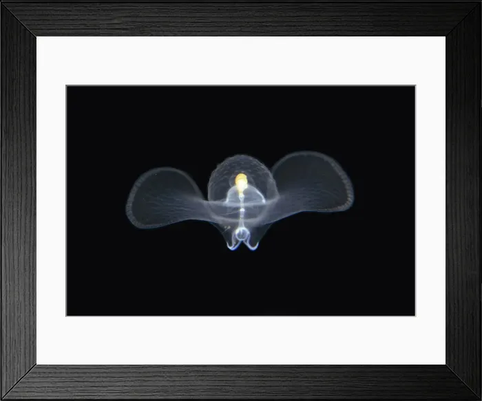 Framed Print : Sea Butterfly floating in water column - Blackwater night dive, Seraya, Karangasem, Bali, Indonesia, Indian Ocean Sea Butterfly floating in water column - Blackwater night dive, Seraya, Karangasem, Bali, Indonesia, Indian Ocean Framed Print : Sea Butterfly floating in water column - Blackwater night dive, Seraya, Karangasem, Bali, Indonesia, Indian Ocean Sea Butterfly floating in water column - Blackwater night dive, Seraya, Karangasem, Bali, Indonesia, Indian Ocean