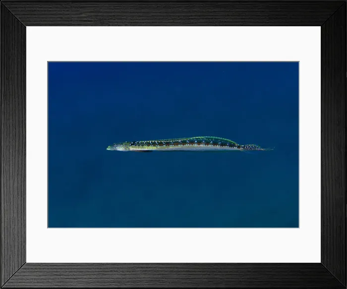 Framed Print : UW INDO 2032 41 Framed Print : UW INDO 2032 41