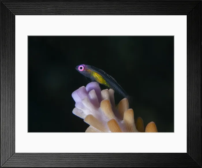 Framed Print : UW INDO 2033 12 Framed Print : UW INDO 2033 12