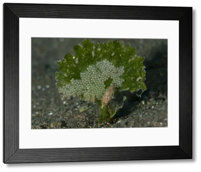 Framed Print : UW INDO 2032 48 Framed Print : UW INDO 2032 48