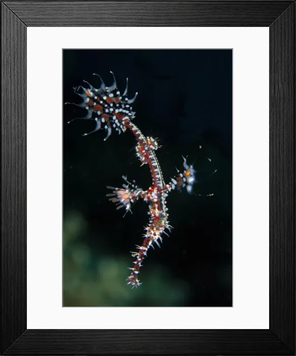 Framed Print : UW INDO 2033 36 Framed Print : UW INDO 2033 36