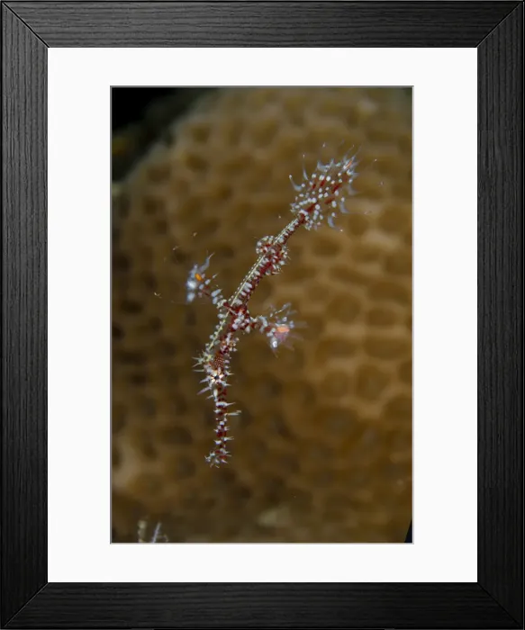 Framed Print : UW INDO 2033 37 Framed Print : UW INDO 2033 37