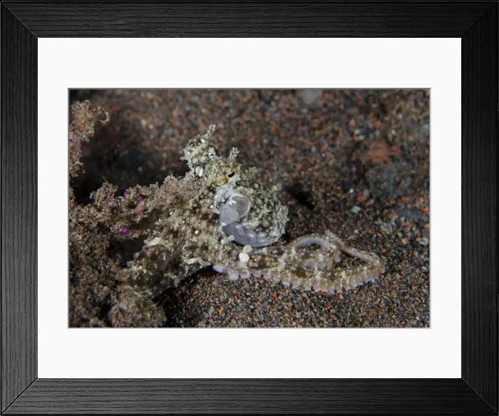 Framed Print : UW INDO 2034 03