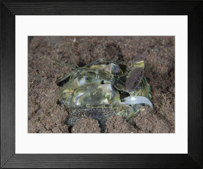 Framed Print : UW INDO 2034 14 Framed Print : UW INDO 2034 14