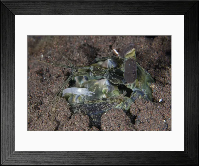 Framed Print : UW INDO 2034 15 Framed Print : UW INDO 2034 15