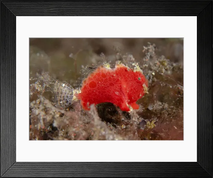 Framed Print : UW INDO 2034 58 Framed Print : UW INDO 2034 58