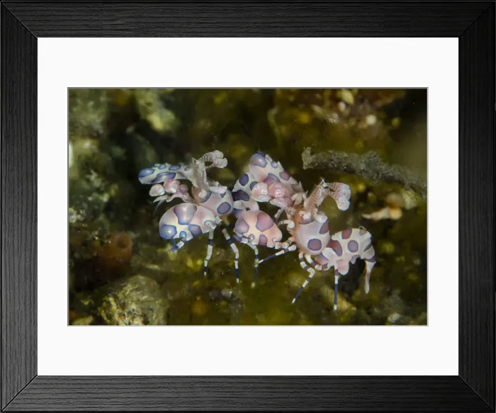 Framed Print : UW INDO 2036 30 Framed Print : UW INDO 2036 30