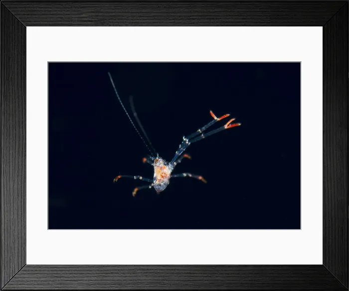Framed Print : UW INDO 2037 19 Framed Print : UW INDO 2037 19