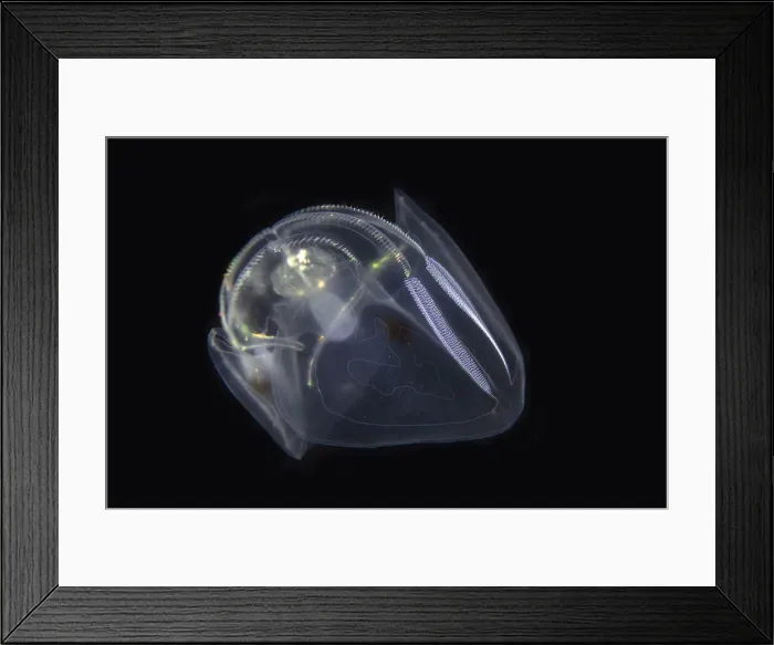 Framed Print : Comb Jelly - Blackwater night dive, Seraya, Karangasem, Bali, Indonesia, Indian Ocean Comb Jelly - Blackwater night dive, Seraya, Karangasem, Bali, Indonesia, Indian Ocean Framed Print : Comb Jelly - Blackwater night dive, Seraya, Karangasem, Bali, Indonesia, Indian Ocean Comb Jelly - Blackwater night dive, Seraya, Karangasem, Bali, Indonesia, Indian Ocean