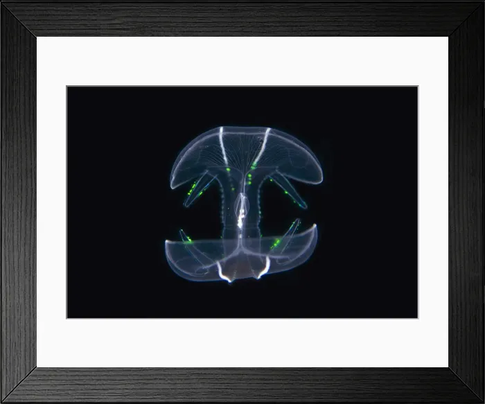 Framed Print : UW INDO 2037 27 Framed Print : UW INDO 2037 27
