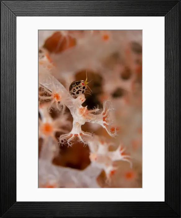 Framed Print : UW INDO 2039 05 Framed Print : UW INDO 2039 05