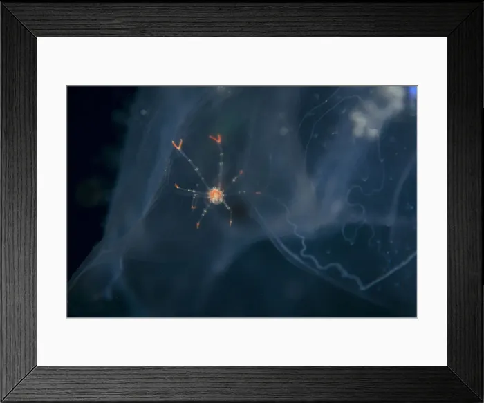 Framed Print : UW INDO 2037 16 Framed Print : UW INDO 2037 16