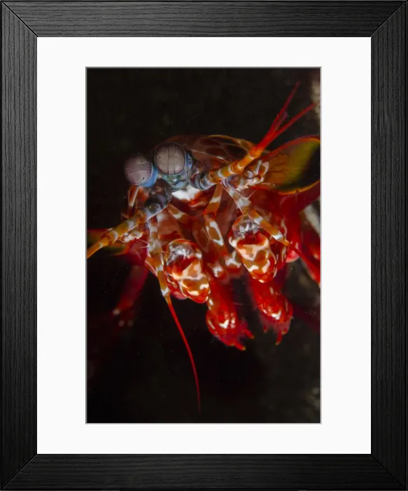 Framed Print : UW INDO 2039 38 Framed Print : UW INDO 2039 38