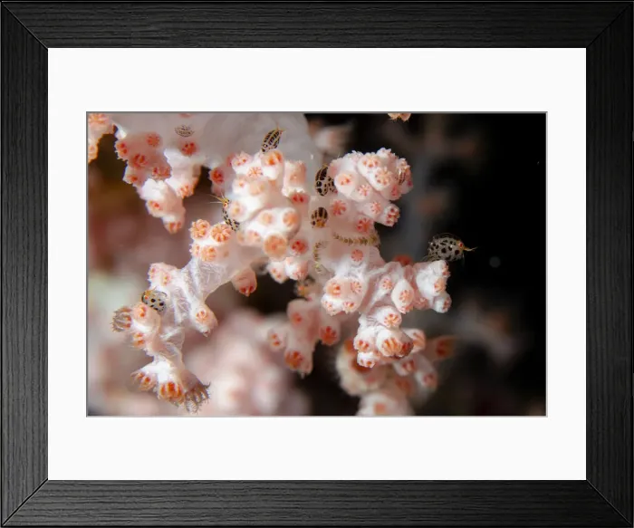 Framed Print : UW INDO 2039 13 Framed Print : UW INDO 2039 13