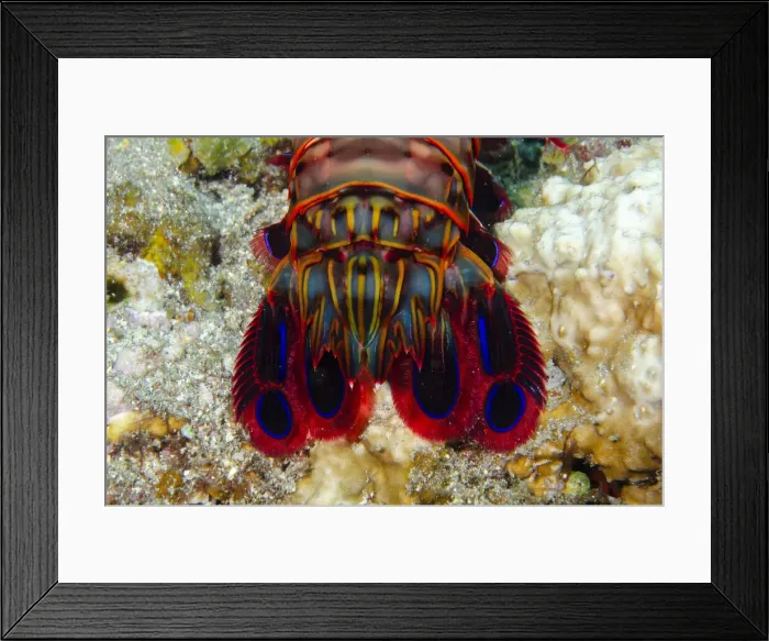 Framed Print : UW INDO 2039 45 Framed Print : UW INDO 2039 45
