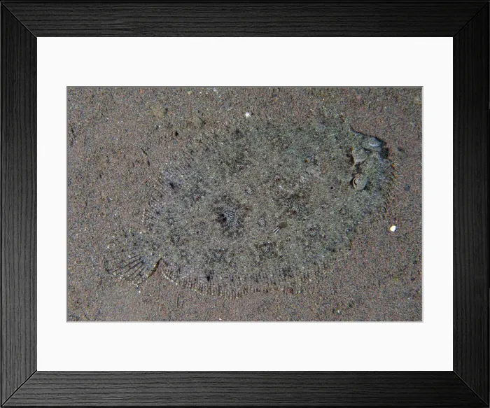 Framed Print : UW INDO 2040 01 Framed Print : UW INDO 2040 01