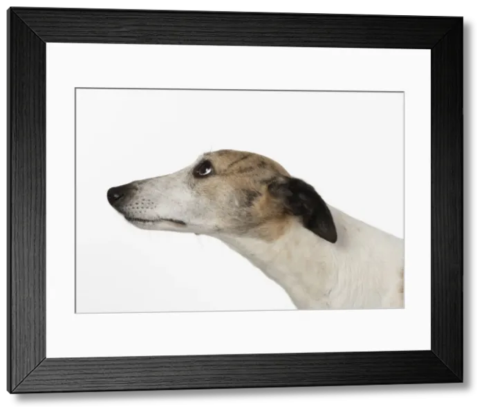 Framed Print : A22, 280. DOG. Whippet, head shot, studio on white Date: 12-Feb-19 Framed Print : A22, 280. DOG. Whippet, head shot, studio on white Date: 12-Feb-19