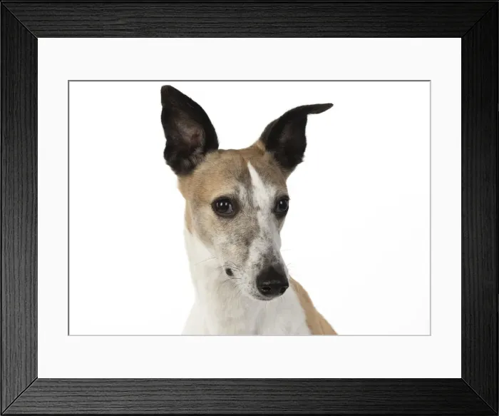Framed Print : A22, 281. DOG. Whippet, head shot, studio on white Date: 12-Feb-19 Framed Print : A22, 281. DOG. Whippet, head shot, studio on white Date: 12-Feb-19