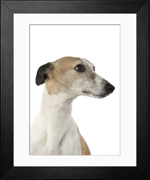 Framed Print : A22, 282. DOG. Whippet, head shot, studio on white Date: 12-Feb-19 Framed Print : A22, 282. DOG. Whippet, head shot, studio on white Date: 12-Feb-19