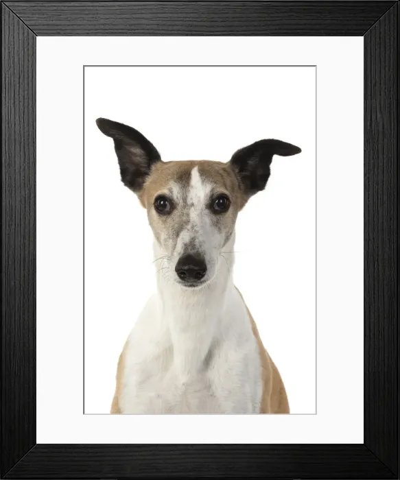 Framed Print : A22, 283. DOG. Whippet, head shot, studio on white Date: 12-Feb-19
