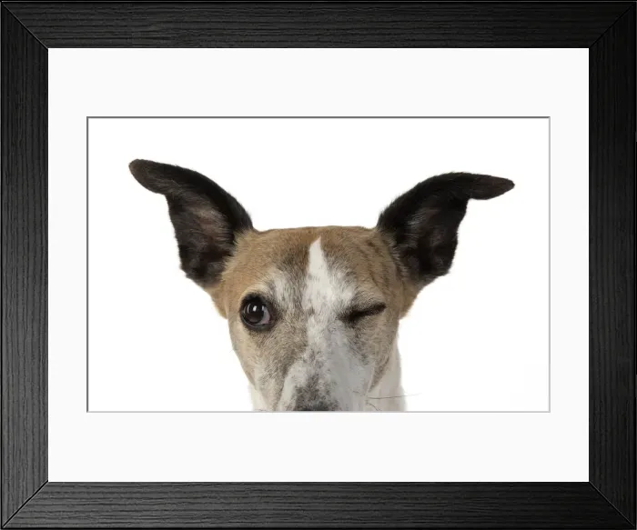 Framed Print : A22, 284. DOG. Whippet, head shot, winking, studio on white Date: 12-Feb-19 Framed Print : A22, 284. DOG. Whippet, head shot, winking, studio on white Date: 12-Feb-19