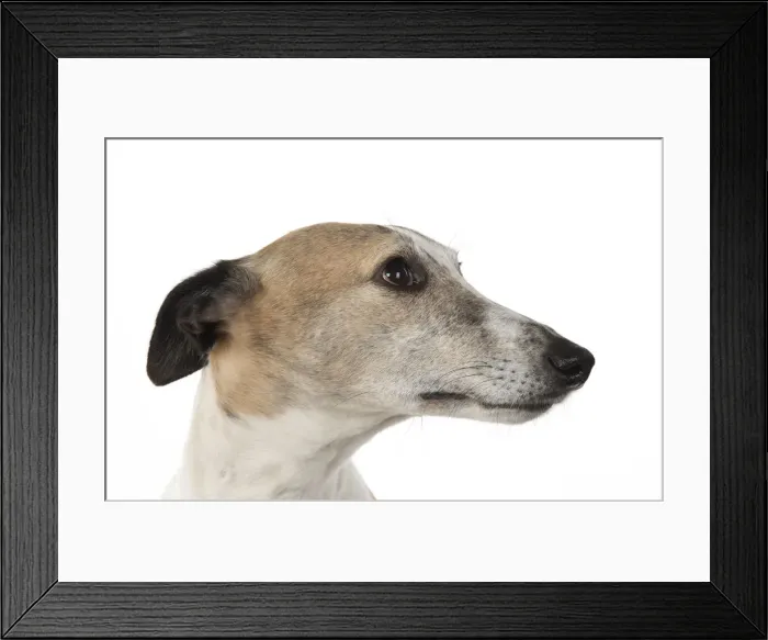 Framed Print : A22, 285. DOG. Whippet, haed shot, studio on white Date: 12-Feb-19 Framed Print : A22, 285. DOG. Whippet, haed shot, studio on white Date: 12-Feb-19