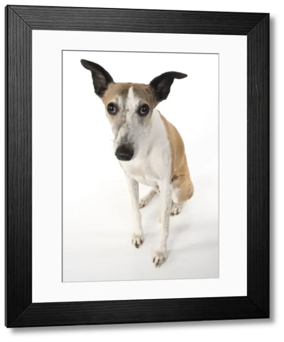 Framed Print : A22, 286. DOPG. Whippet, sitting, studio on white Date: 12-Feb-19 Framed Print : A22, 286. DOPG. Whippet, sitting, studio on white Date: 12-Feb-19