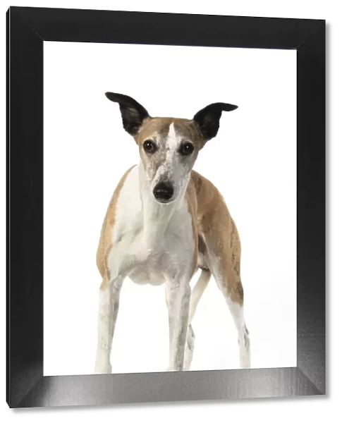 A22, 289. DOG. Whippet, standing, studio on white Date: 12-Feb-19