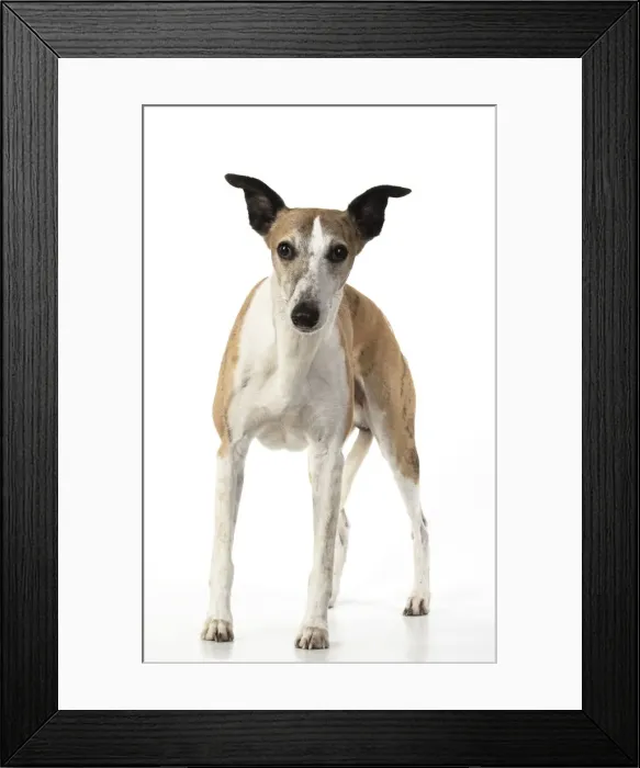 Framed Print : A22, 289. DOG. Whippet, standing, studio on white Date: 12-Feb-19 Framed Print : A22, 289. DOG. Whippet, standing, studio on white Date: 12-Feb-19