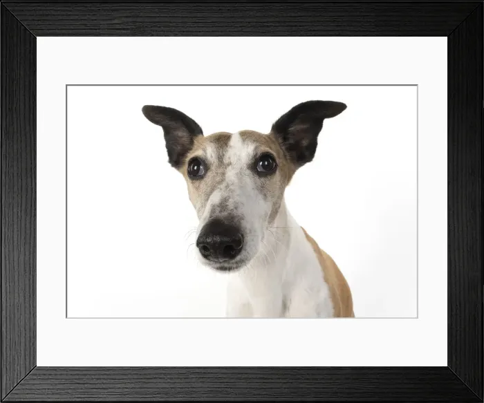 Framed Print : A22, 287. DOG, Whippet, haed shot, studio on white Date: 12-Feb-19 Framed Print : A22, 287. DOG, Whippet, haed shot, studio on white Date: 12-Feb-19