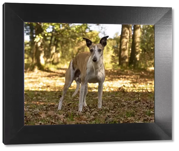 A22, 291. DOG. Whippet, in autumn setting Date: 12-Feb-19
