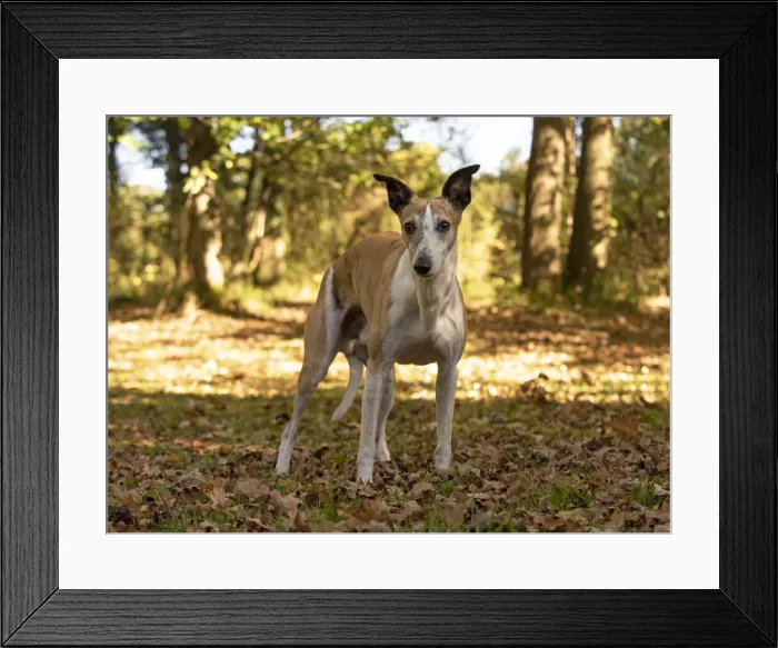 Framed Print : A22, 291. DOG. Whippet, in autumn setting Date: 12-Feb-19 Framed Print : A22, 291. DOG. Whippet, in autumn setting Date: 12-Feb-19