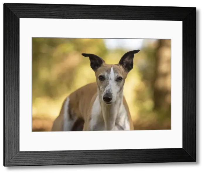 Framed Print : A22, 292. DOG. Whippet, in autumn setting Date: 12-Feb-19 Framed Print : A22, 292. DOG. Whippet, in autumn setting Date: 12-Feb-19