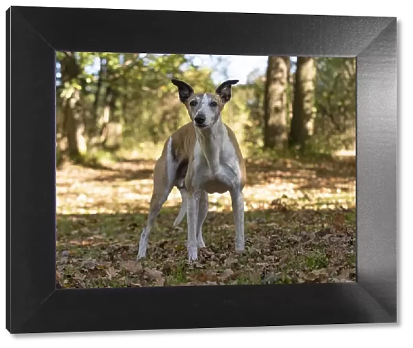 A22, 294. DOG. Whippet, in autumn setting Date: 12-Feb-19
