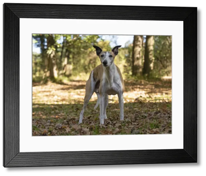 Framed Print : A22, 294. DOG. Whippet, in autumn setting Date: 12-Feb-19 Framed Print : A22, 294. DOG. Whippet, in autumn setting Date: 12-Feb-19