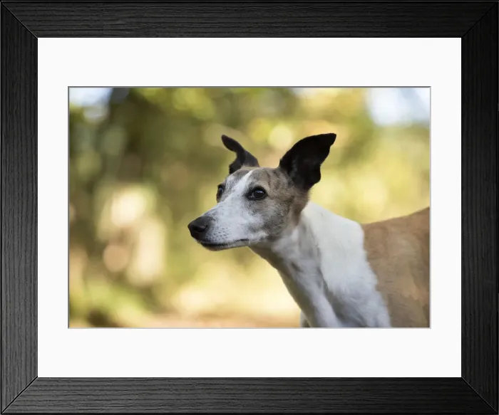 Framed Print : A22, 297. DOG. Whippet, in autumn setting Date: 12-Feb-19 Framed Print : A22, 297. DOG. Whippet, in autumn setting Date: 12-Feb-19