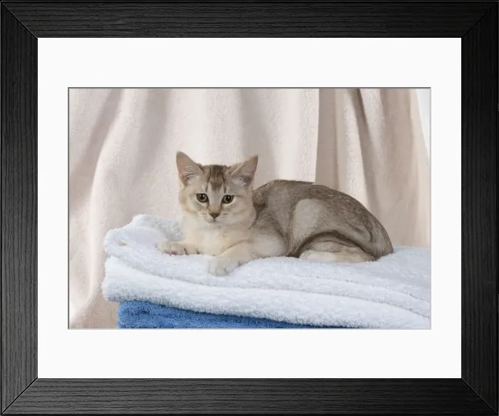 Framed Print : A22, 532. CAT. Burmilla, caramel silver, in coloured towels Date: 25-Mar-19 Framed Print : A22, 532. CAT. Burmilla, caramel silver, in coloured towels Date: 25-Mar-19