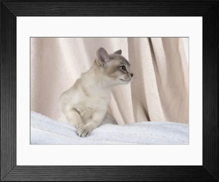 Framed Print : A22, 534. CAT, Burmilla, cinnamon in coloured towels Date: 25-Mar-19 Framed Print : A22, 534. CAT, Burmilla, cinnamon in coloured towels Date: 25-Mar-19