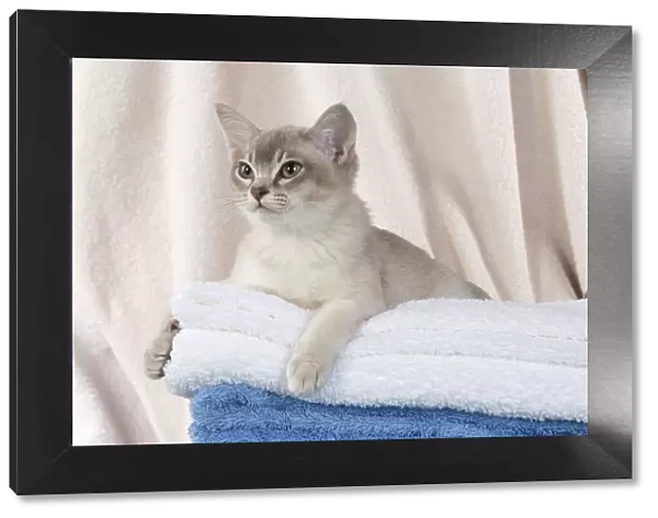A22, 535. CAT, Burmilla, cinnamon in coloured towels Date: 25-Mar-19