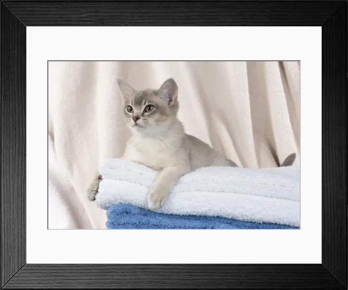 Framed Print : A22, 535. CAT, Burmilla, cinnamon in coloured towels Date: 25-Mar-19 Framed Print : A22, 535. CAT, Burmilla, cinnamon in coloured towels Date: 25-Mar-19